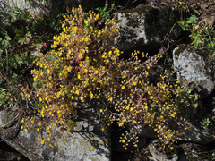 Aichryson bituminosum