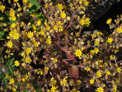 Aichryson bituminosum