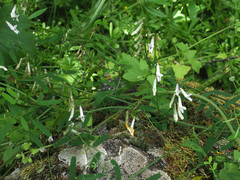 Vicia aphylla