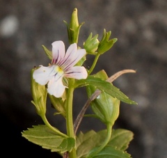 Nemesia rupicola