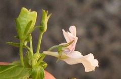 Nemesia rupicola