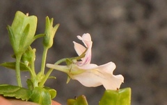 Nemesia rupicola