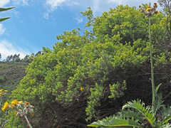 Paronychia canariensis