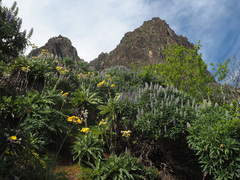 Echium callithyrsum image