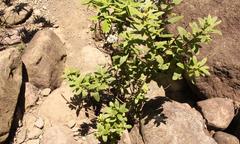 Bowkeria verticillata