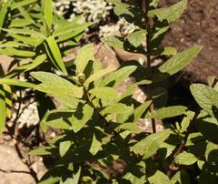 Bowkeria verticillata