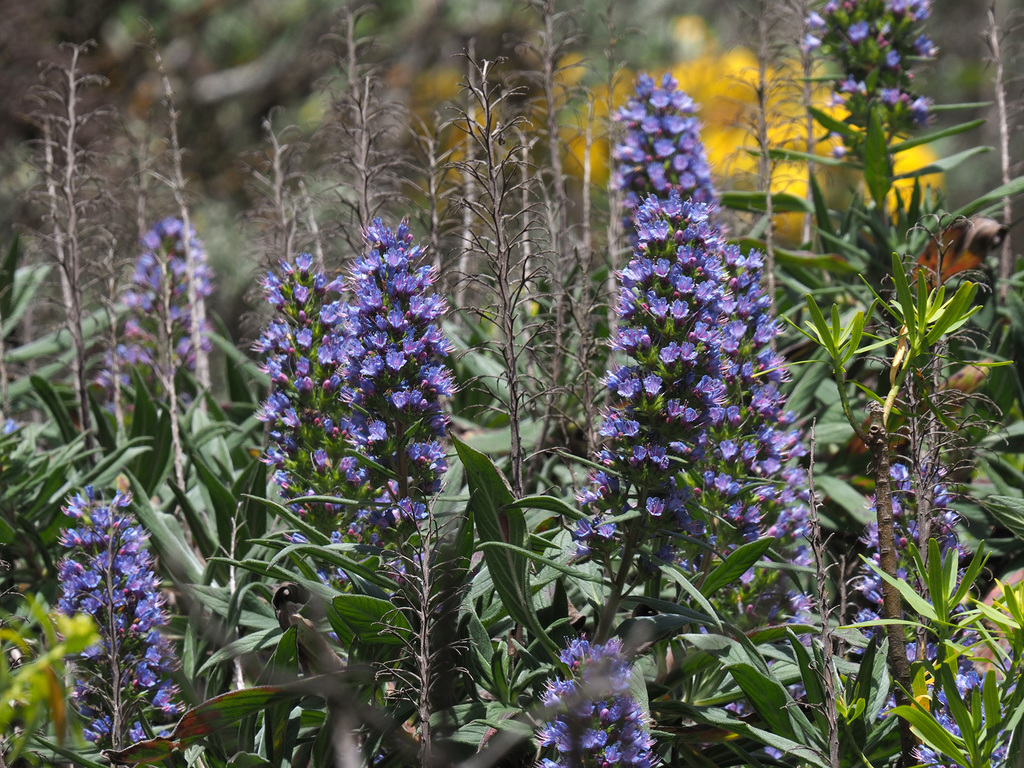 Echium callithyrsum