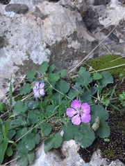 Erodium battandieranum