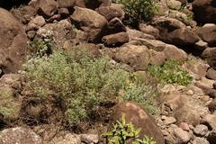 Jamesbrittenia pristisepala