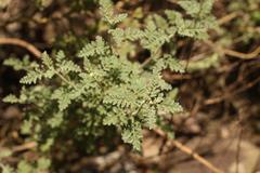 Jamesbrittenia pristisepala