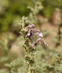 Jamesbrittenia pristisepala