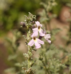 Jamesbrittenia pristisepala