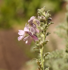 Jamesbrittenia pristisepala