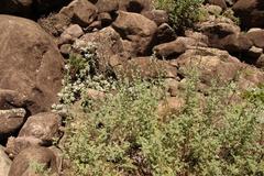 Jamesbrittenia pristisepala