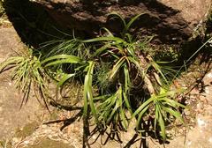 Xerophyta longicaulis