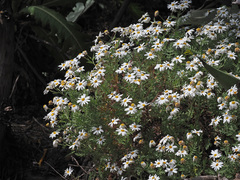 Argyranthemum adauctum gracile