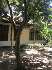 Elaeocarpus serratus