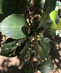 Elaeocarpus serratus