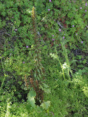 Umbilicus heylandianus