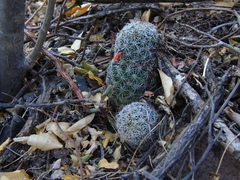 Mammillaria sheldonii