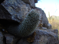 Mammillaria sheldonii