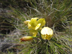 Orthochilus tabularis
