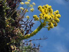 Aeonium aureum
