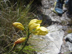 Orthochilus tabularis
