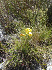 Orthochilus tabularis