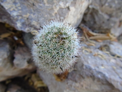 Mammillaria sheldonii