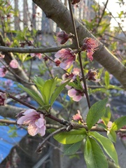 Prunus persica