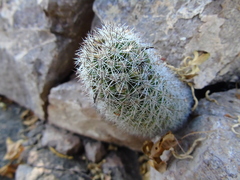 Mammillaria sheldonii