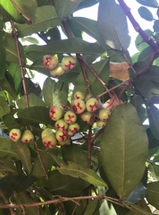 Syzygium samarangense