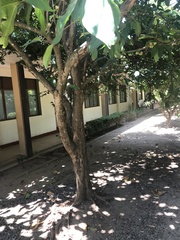 Syzygium samarangense