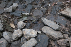 Himalphalangium spinulatum