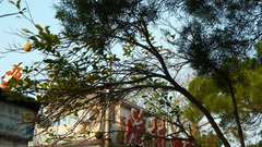 Erythrina crista-galli