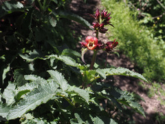 Scrophularia calliantha image