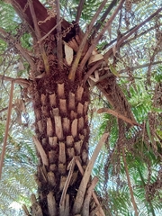 Cyathea australis