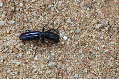 Monocentrum grandiceps