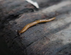 Bipalium fuscolineatum