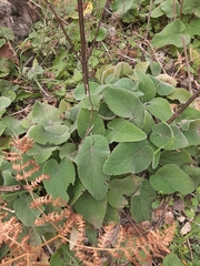 Phlomis bovei