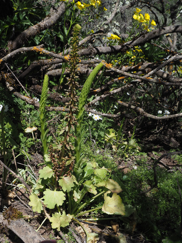 Umbilicus heylandianus image