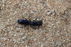 Monocentrum grandiceps