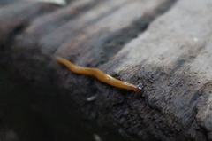 Bipalium fuscolineatum