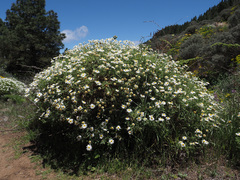 Argyranthemum adauctum image