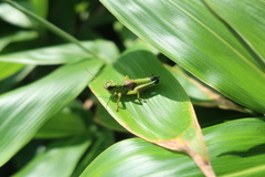 Parapodisma setouchiensis