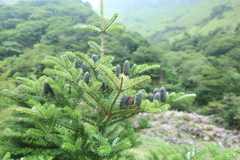 Abies koreana