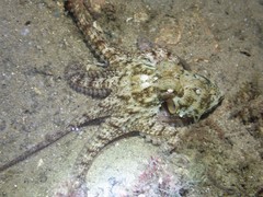 Octopus australis