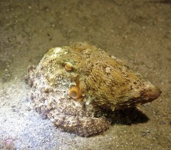 Octopus australis