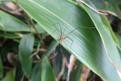 Leiobunum curvipalpe